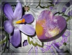 Крокус foto-small