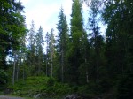 Лечебный бальзам от боли в суставах, артритах Таежный foto-small