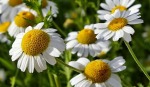 гидролат ромашки foto-small