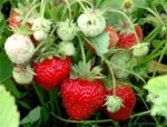 гидролат клубники foto-small