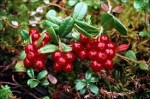 гидролат клюквы foto-small
