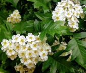 Гидролат боярышника (цвет) foto-small
